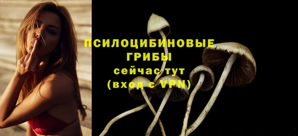 стаф Аркадак